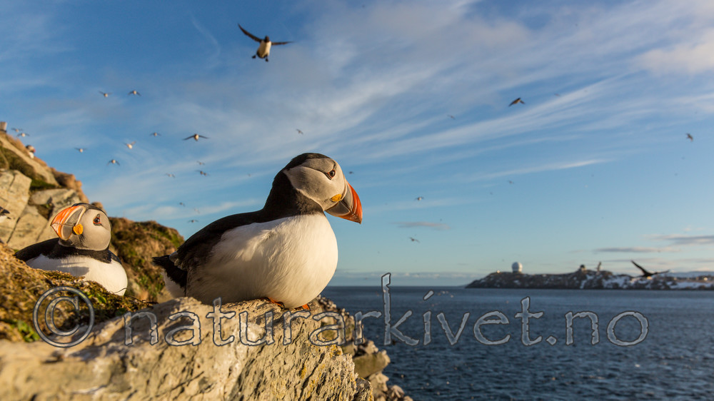KA_150408_157 / Fratercula arctica / Lunde