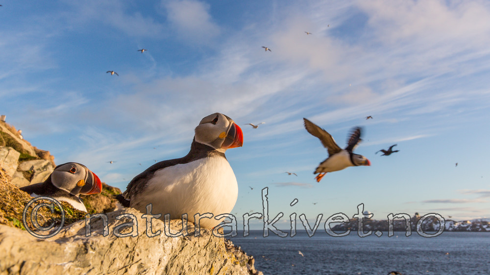 KA_150408_161 / Fratercula arctica / Lunde