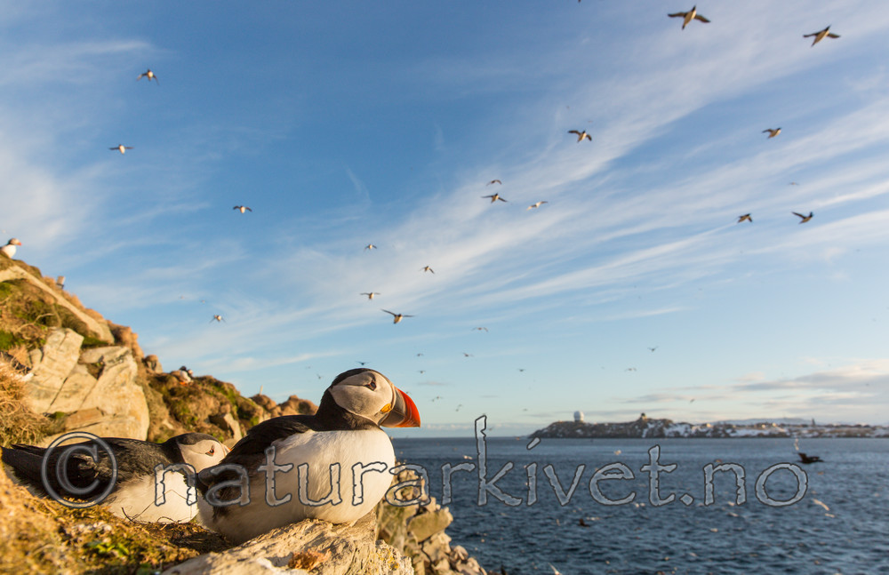 KA_150408_189 / Fratercula arctica / Lunde