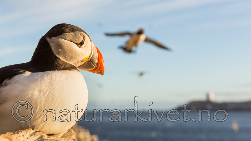 KA_150408_191 / Fratercula arctica / Lunde
