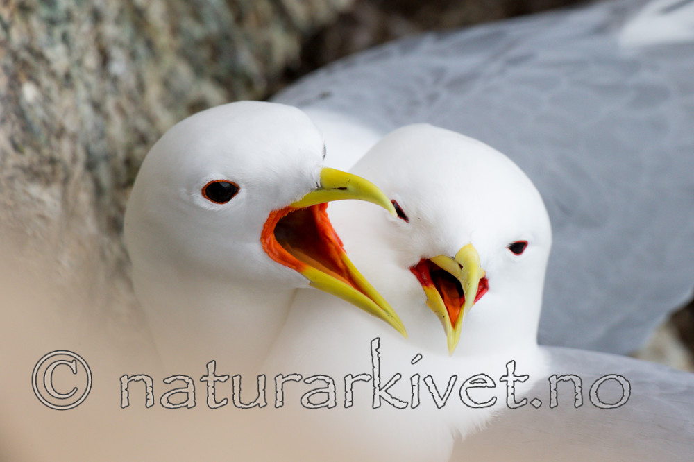 KA_150408_35 / Rissa tridactyla / Krykkje