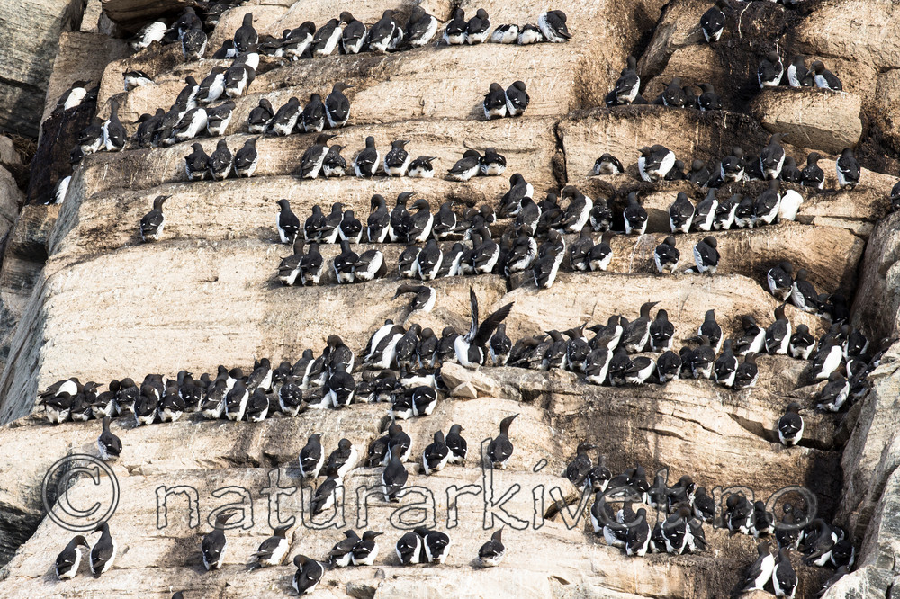 KA_150408_58 / Uria aalge / Lomvi <br /> Uria lomvia / Polarlomvi