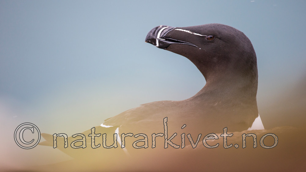 KA_150409_51 / Alca torda / Alke