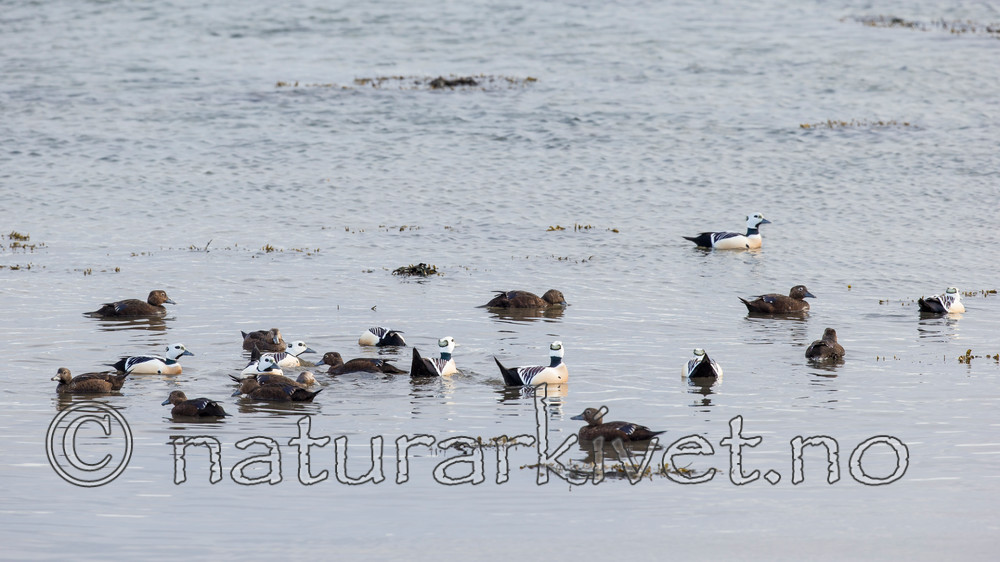 KA_150409_87 / Polysticta stelleri / Stellerand