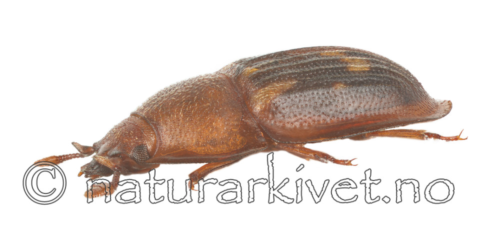 KA_150423_marginata_lateral / Amphotis marginata