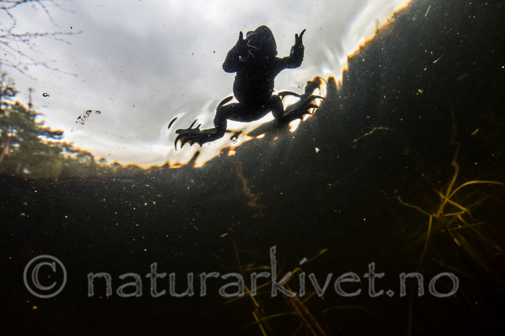 KA_150424_13 / Bufo bufo / Nordpadde
