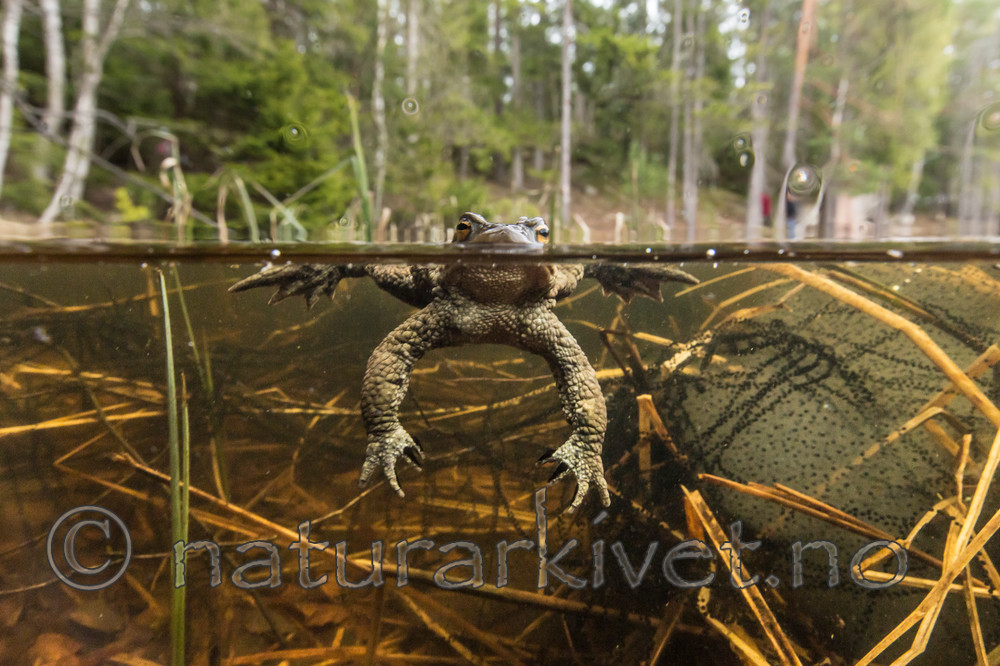 KA_150424_9 / Bufo bufo / Nordpadde