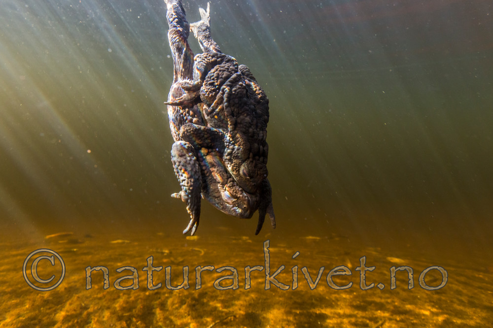 KA_150430_17 / Bufo bufo / Nordpadde