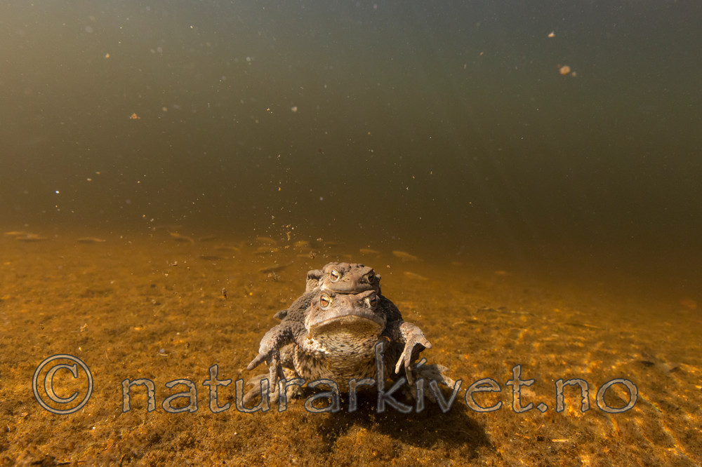 KA_150430_18 / Bufo bufo / Nordpadde
