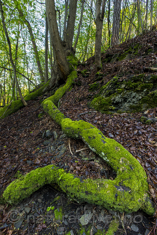 KA_150513_1 / Tilia cordata / Lind