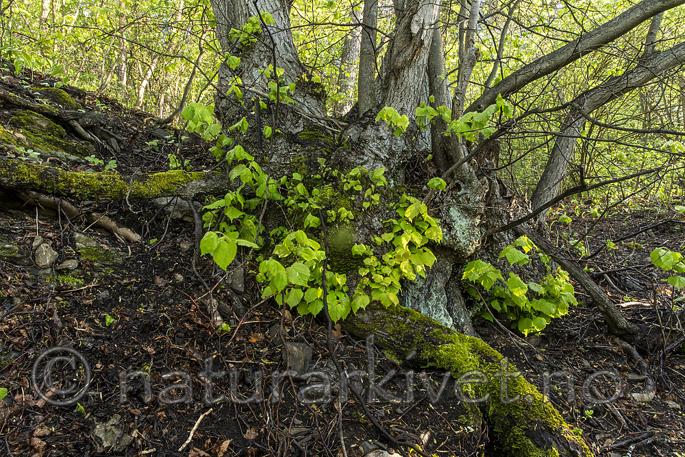 KA_150513_26 / Tilia cordata / Lind