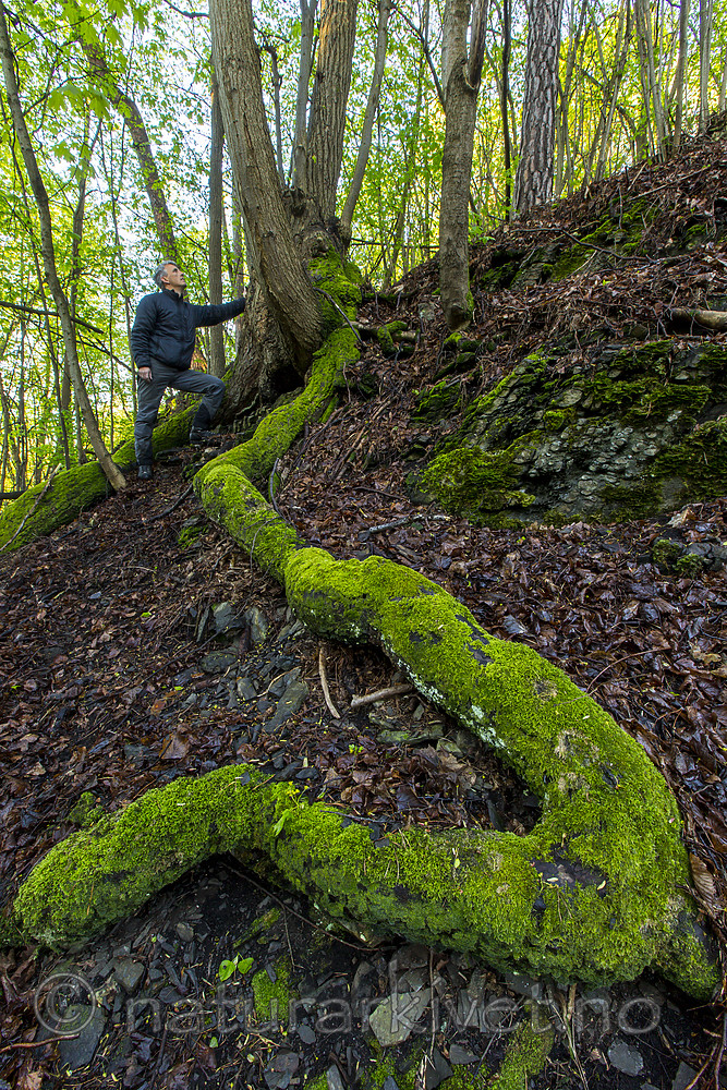 KA_150513_3 / Tilia cordata / Lind