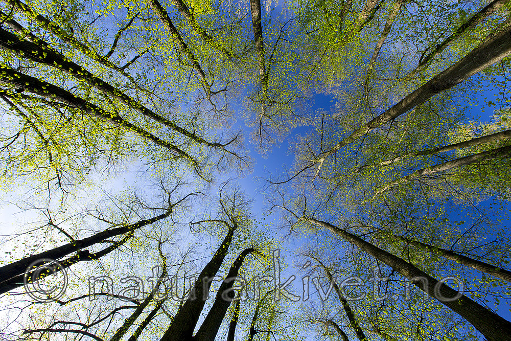 KA_150513_50 / Tilia cordata / Lind