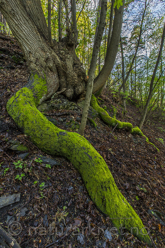 KA_150513_6 / Tilia cordata / Lind