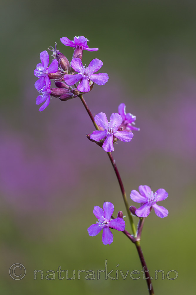KA_150607_2 / Viscaria vulgaris / Engtjæreblom