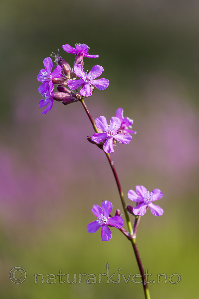 KA_150607_3 / Viscaria vulgaris / Engtjæreblom