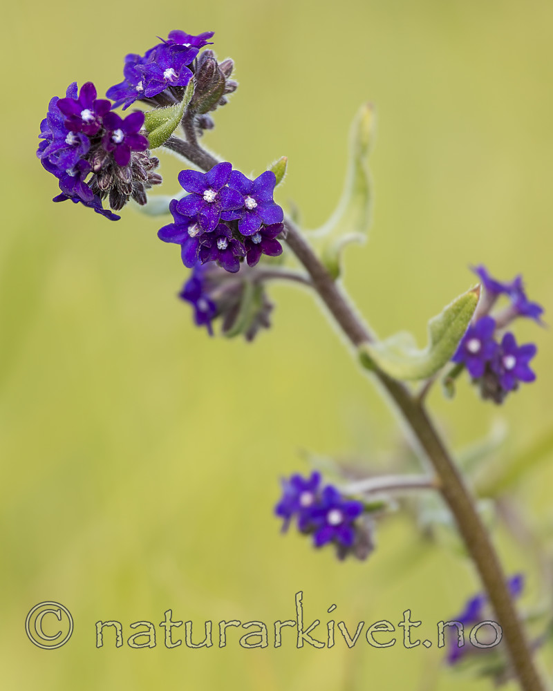 KA_150607_4 / Anchusa officinalis / Oksetunge