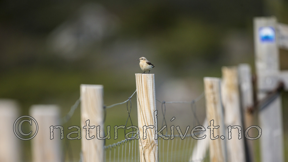 KA_150607_6 / Oenanthe oenanthe / Steinskvett