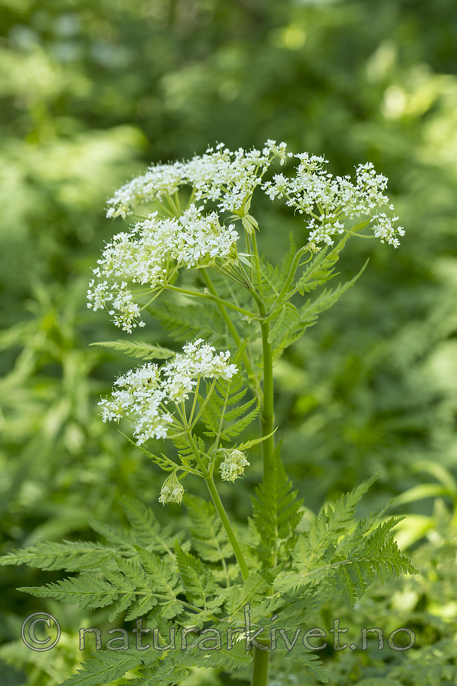 KA_150609_18 / Myrrhis odorata / Spansk kjørvel