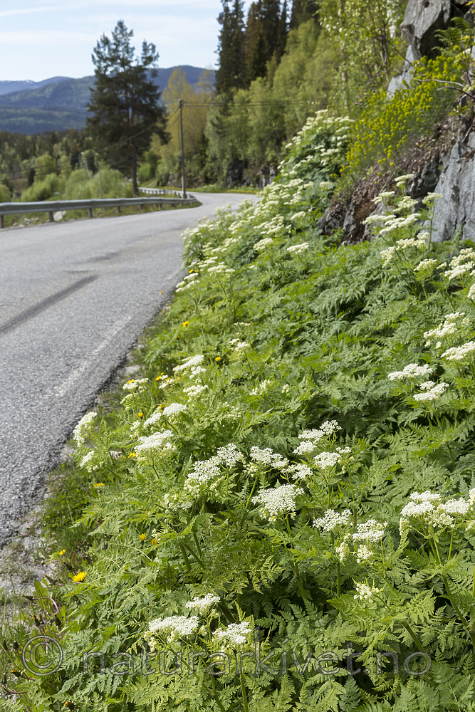 KA_150611_40 / Myrrhis odorata / Spansk kjørvel