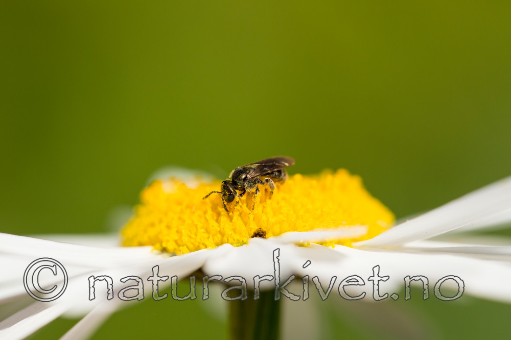 KA_150615_13 / Leucanthemum vulgare / Prestekrage