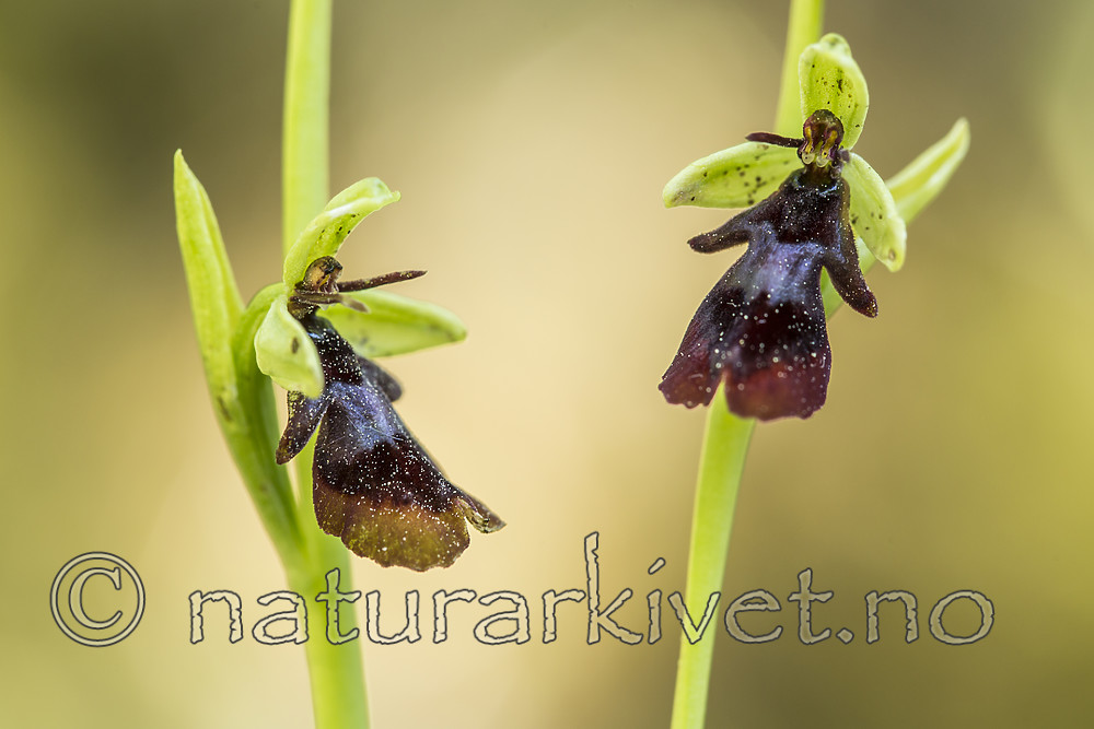 KA_150616_6 / Ophrys insectifera / Flueblom