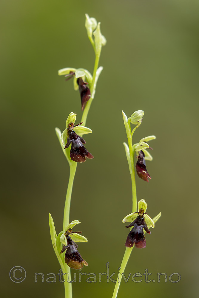 KA_150619_1 / Ophrys insectifera / Flueblom