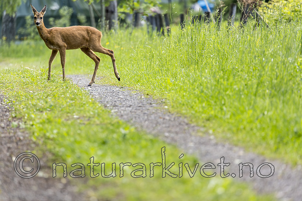 KA_150622_49 / Capreolus capreolus / Rådyr