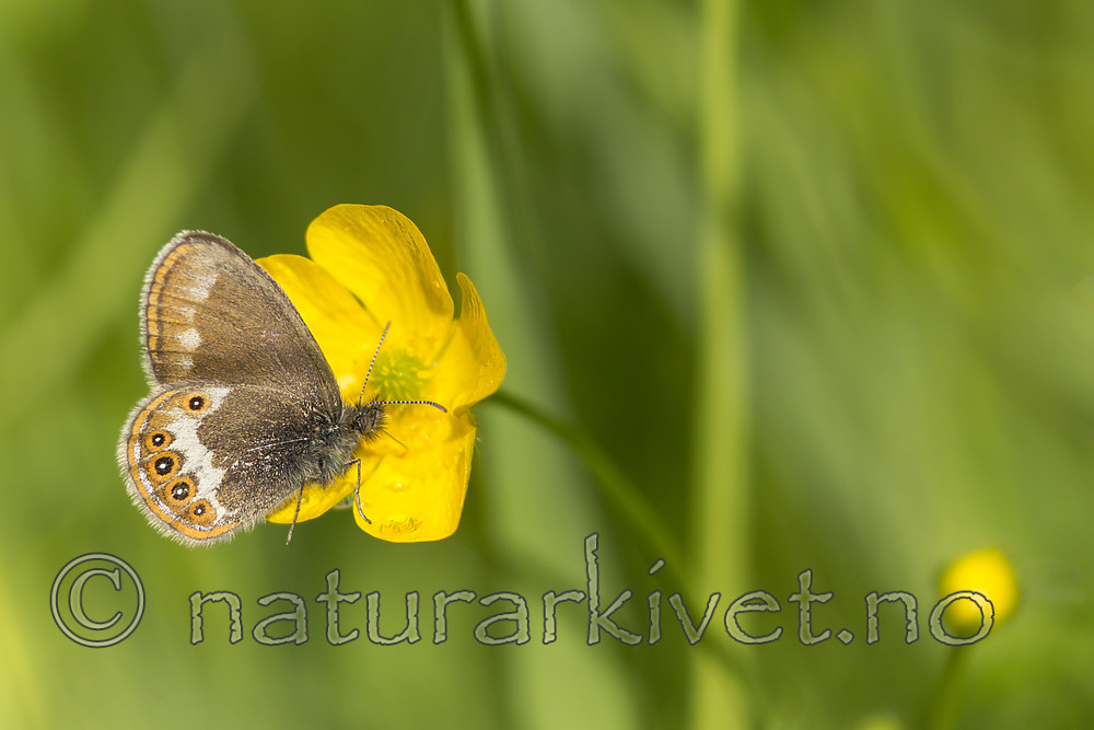 KA_150622_61 / Coenonympha hero / Heroringvinge