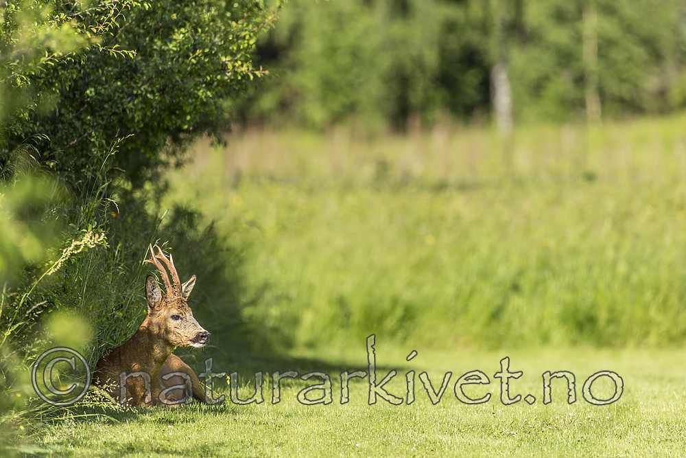KA_150622_65 / Capreolus capreolus / Rådyr