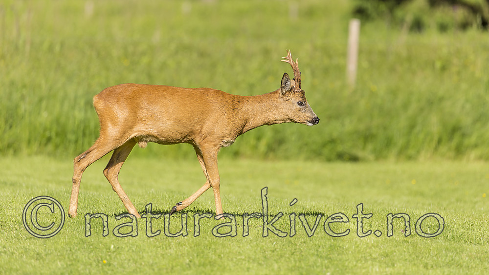 KA_150622_67 / Capreolus capreolus / Rådyr