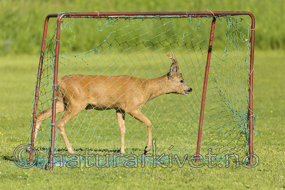 KA_150622_71 / Capreolus capreolus / Rådyr