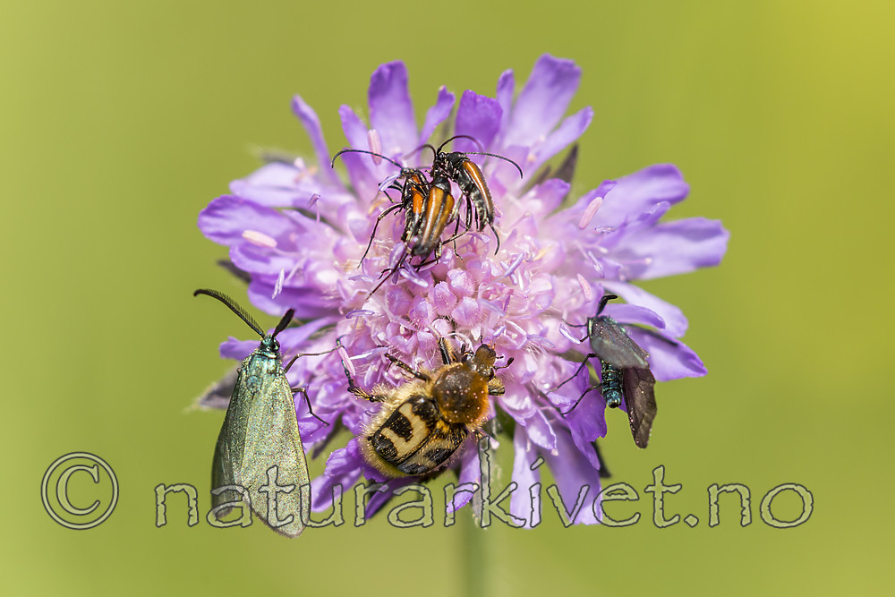 KA_150630_36 / Adscita statices / Grønn metallsvermer <br /> Knautia arvensis / Rødknapp <br /> Stenurella melanura <br /> Trichius fasciatus / Humlebille