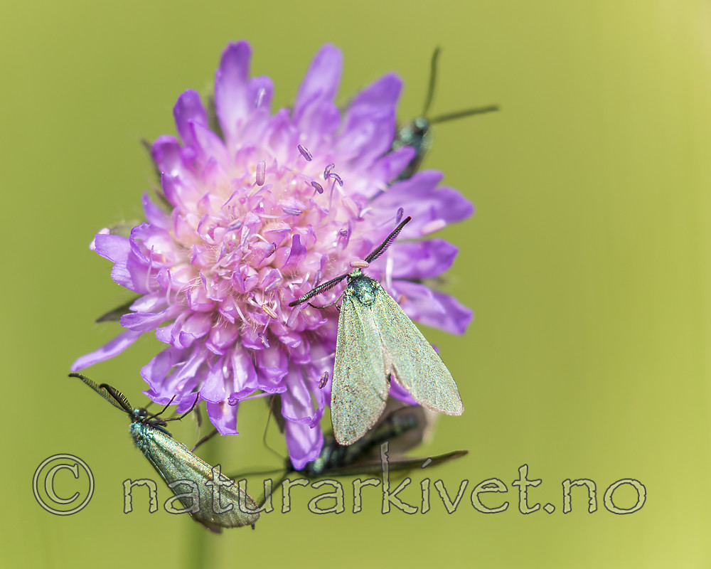 KA_150630_49 / Adscita statices / Grønn metallsvermer <br /> Knautia arvensis / Rødknapp