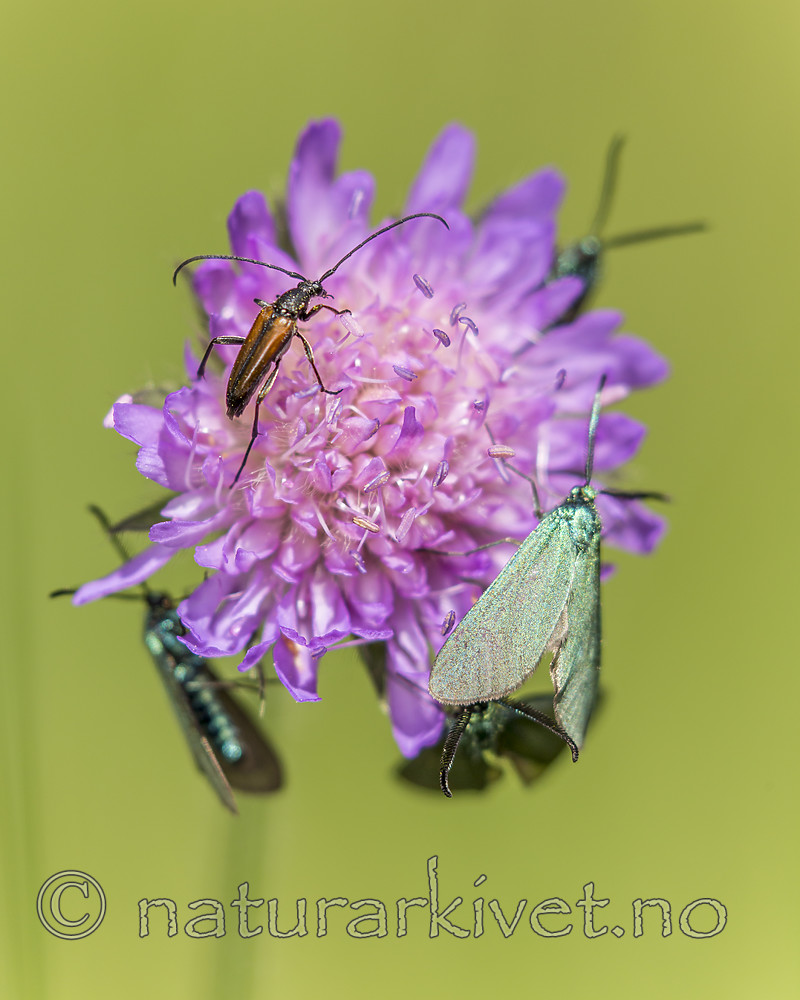 KA_150630_50 / Adscita statices / Grønn metallsvermer <br /> Knautia arvensis / Rødknapp <br /> Stenurella melanura