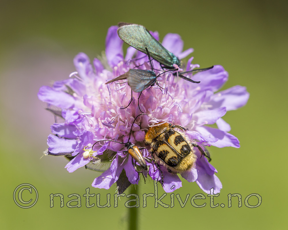 KA_150630_55 / Adscita statices / Grønn metallsvermer <br /> Knautia arvensis / Rødknapp <br /> Stenurella melanura <br /> Trichius fasciatus / Humlebille