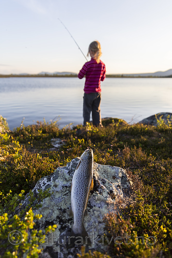 KA_150704_109 / Salmo trutta / ørret