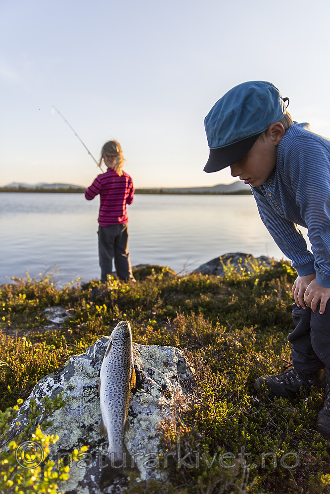 KA_150704_110 / Salmo trutta / ørret