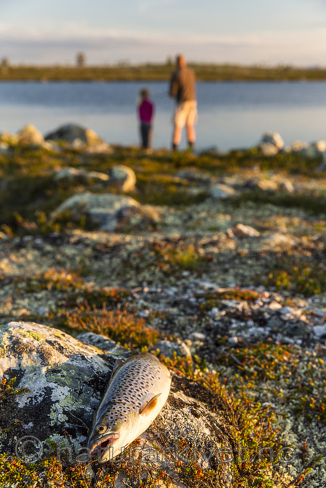 KA_150704_118 / Salmo trutta / ørret