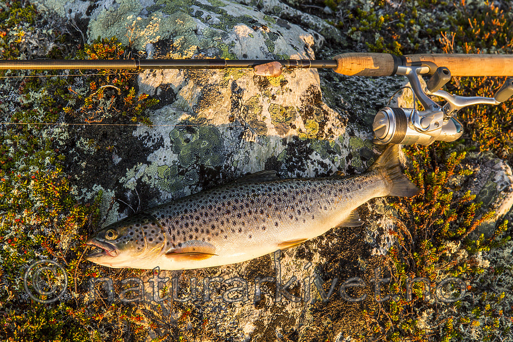 KA_150704_120 / Salmo trutta / ørret