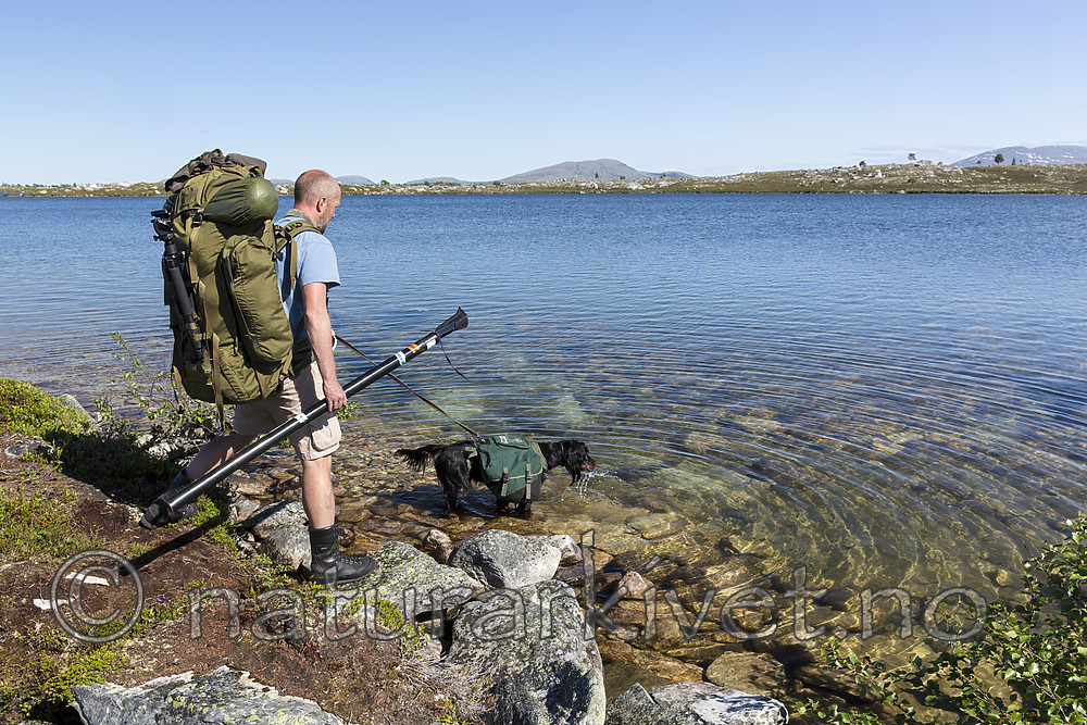 KA_150704_58 / Canis lupus familiaris / Hund