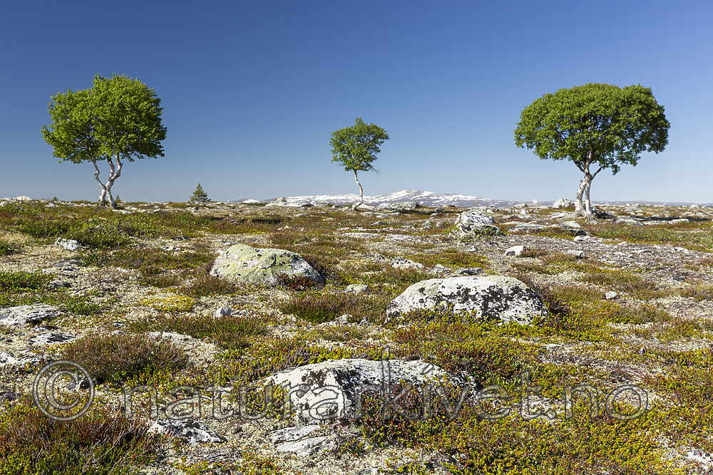 KA_150704_62 / Betula pubescens pubescens / Dunbjørk