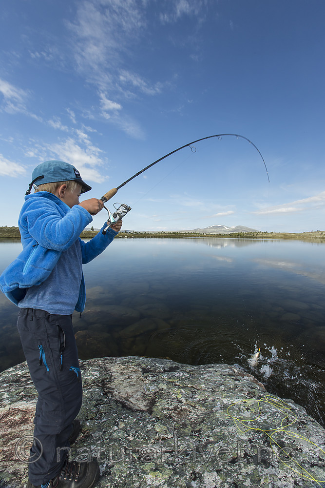 KA_150705_209 / Salmo trutta / ørret