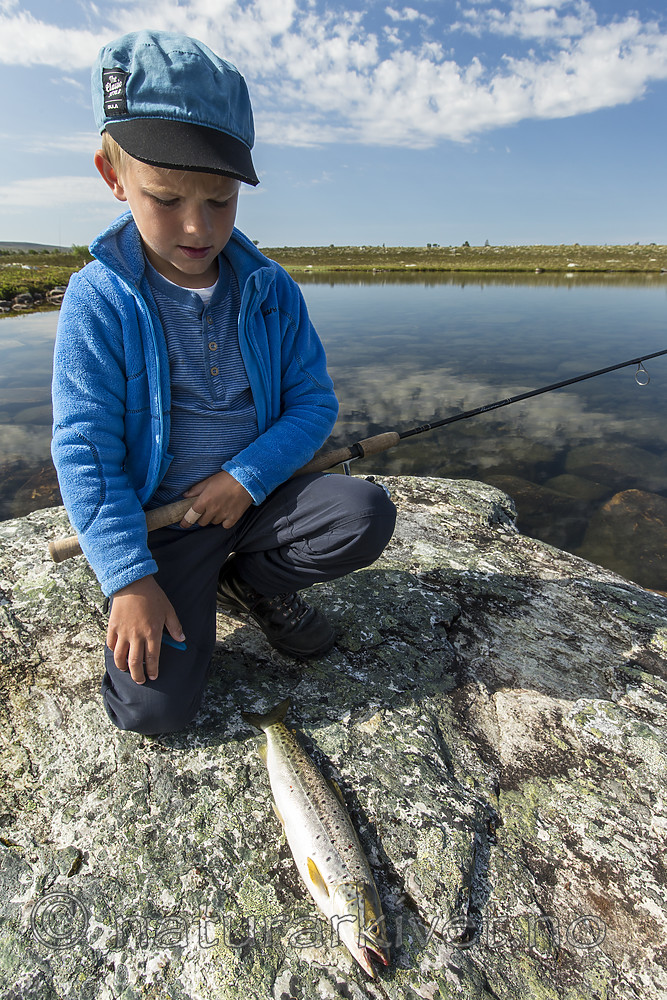 KA_150705_213 / Salmo trutta / ørret