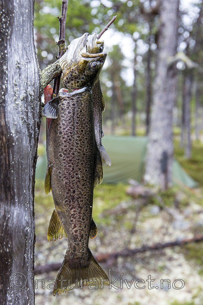 KA_150706_252 / Salmo trutta / ørret