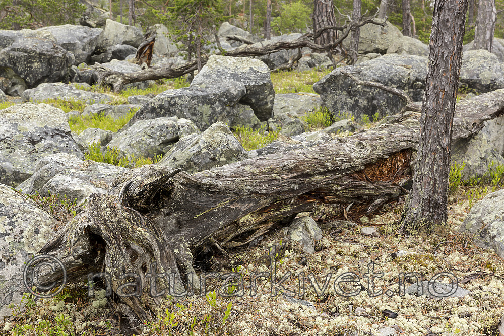 KA_150708_26 / Pinus sylvestris / Furu