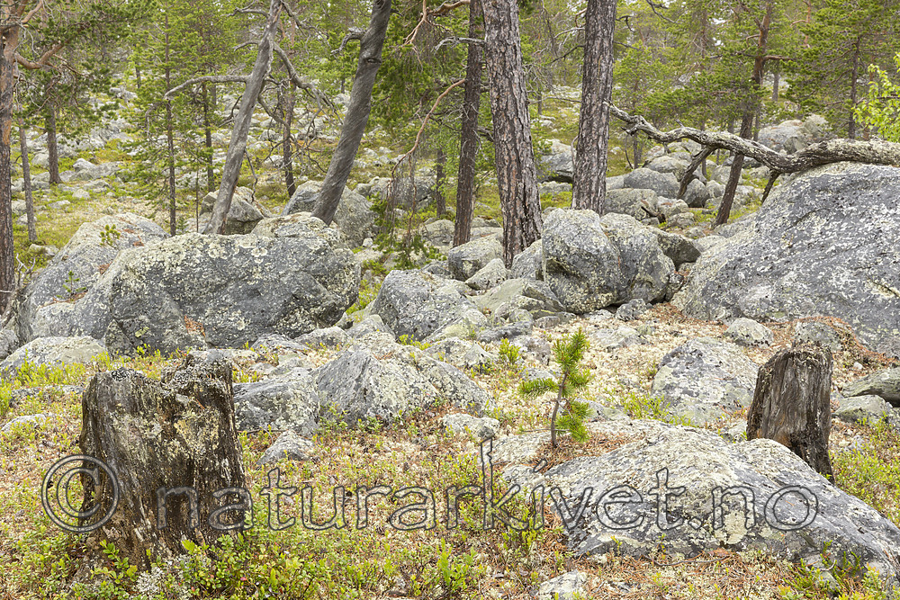 KA_150708_28 / Pinus sylvestris / Furu