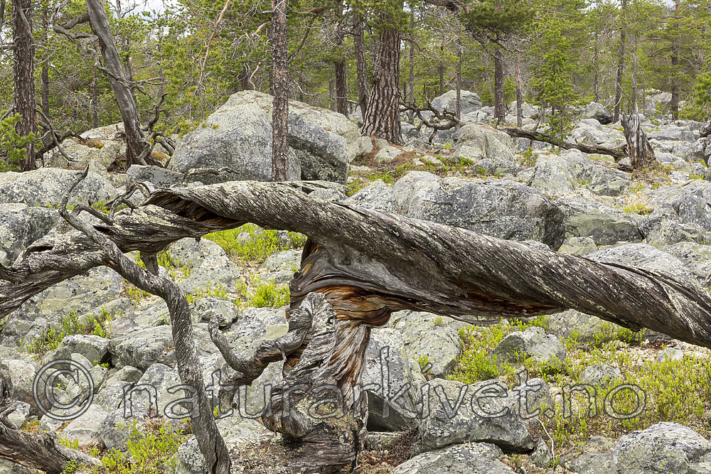 KA_150708_30 / Pinus sylvestris / Furu