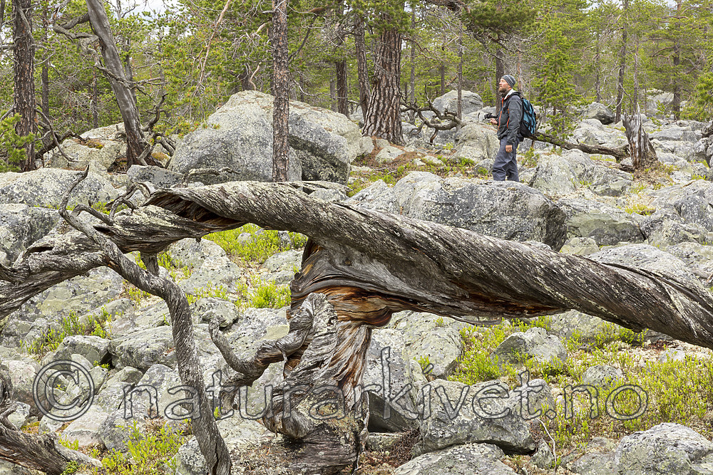 KA_150708_31 / Pinus sylvestris / Furu
