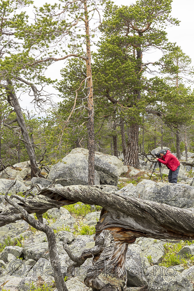 KA_150708_33 / Pinus sylvestris / Furu